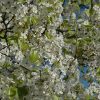 Jack Ornamental Pear #10 - Image 2
